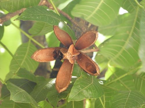 Cedro Rosado - Vista 2